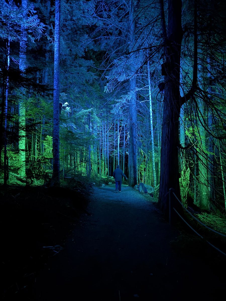 A forest path at night, lit blue and green, Whistler
